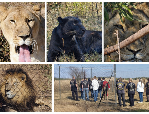 Charity Drop @ Kevin Richardson Foundation | 1 June 2025